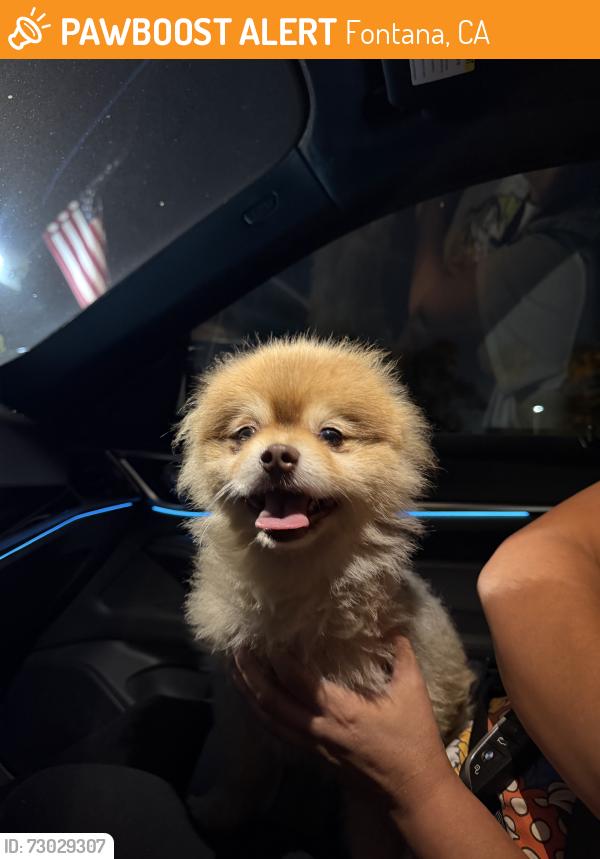 Found/Stray Male Dog last seen Lincoln loop, Fontana, CA 92336