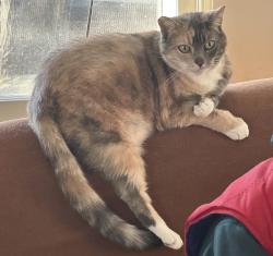 Lost Female Cat last seen NE Multnomah St and NE 22nd Ave, Portland, OR 97232