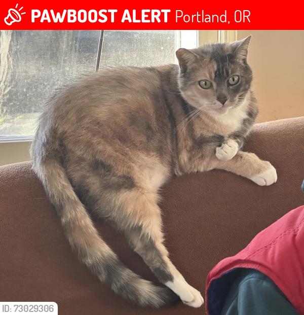 Lost Female Cat last seen NE Multnomah St and NE 22nd Ave, Portland, OR 97232
