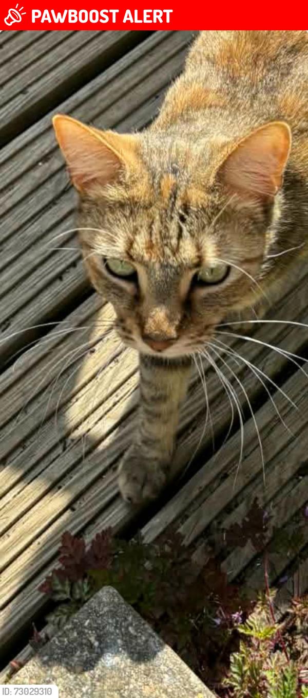 Lost Female Cat last seen Near Compton Road, Hilsea, England PO2 0SR