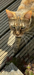 Lost Female Cat last seen Near Compton Road, Hilsea, England PO2 0SR