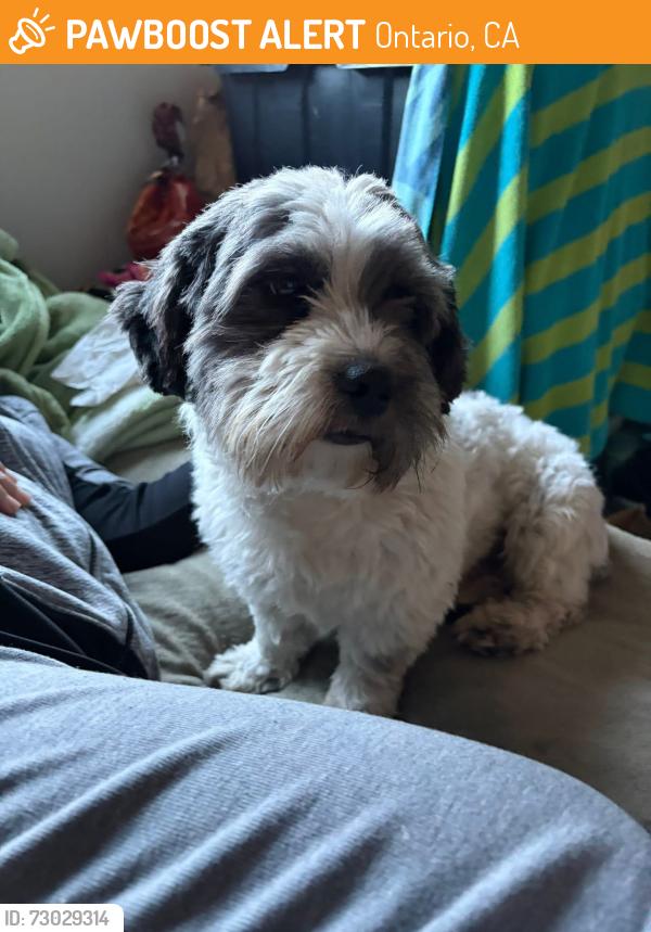 Found/Stray Male Dog last seen W Sunkist & S Vine ONTARIO CA, Ontario, CA 91762