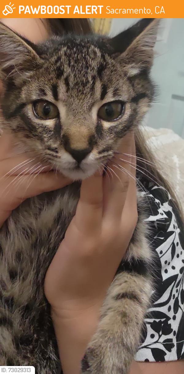 Found/Stray Male Cat last seen Florin rd, Sacramento, CA 95831