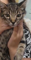 Found/Stray Male Cat last seen Florin rd, Sacramento, CA 95831