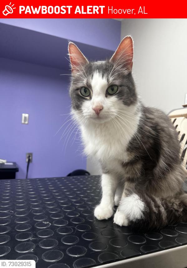 Lost Male Cat last seen Near Autumn Wood Dr, Hoover, AL 35216
