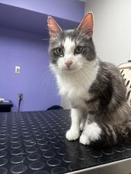 Lost Male Cat last seen Near Autumn Wood Dr, Hoover, AL 35216