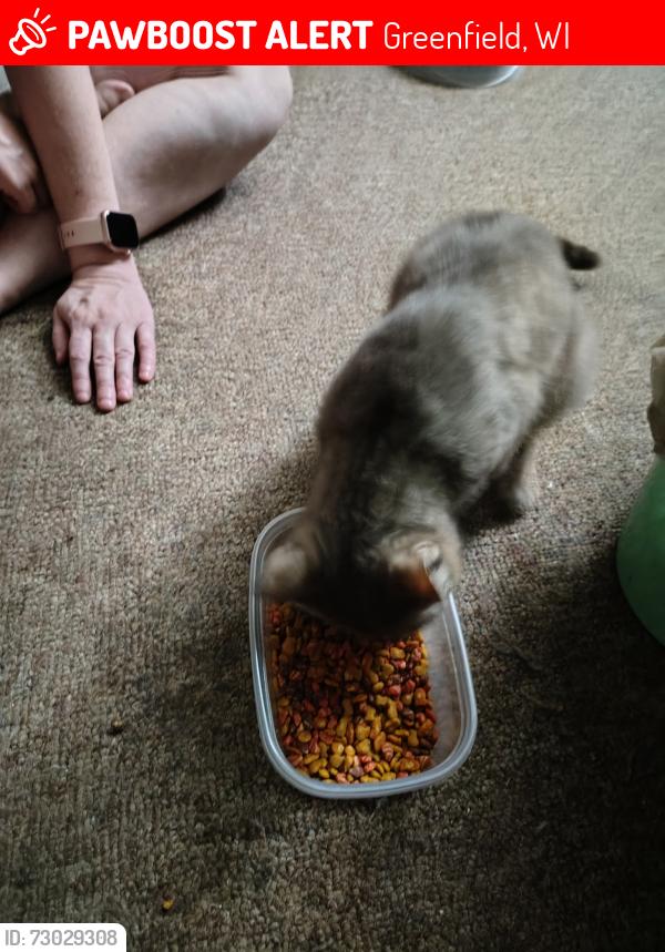Lost Male Cat last seen Coldspring and Forest Home, Greenfield, WI 53220