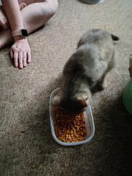 Lost Male Cat last seen Coldspring and Forest Home, Greenfield, WI 53220