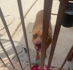 Reunited Female Dog last seen Green tree and Rodeo, Victorville, CA 92395