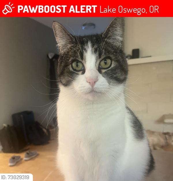 Lost Female Cat last seen Woodland Terrace, Lake Oswego, Lake Oswego, OR 97034