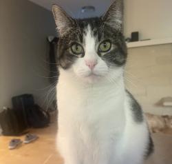 Lost Female Cat last seen Woodland Terrace, Lake Oswego, Lake Oswego, OR 97034