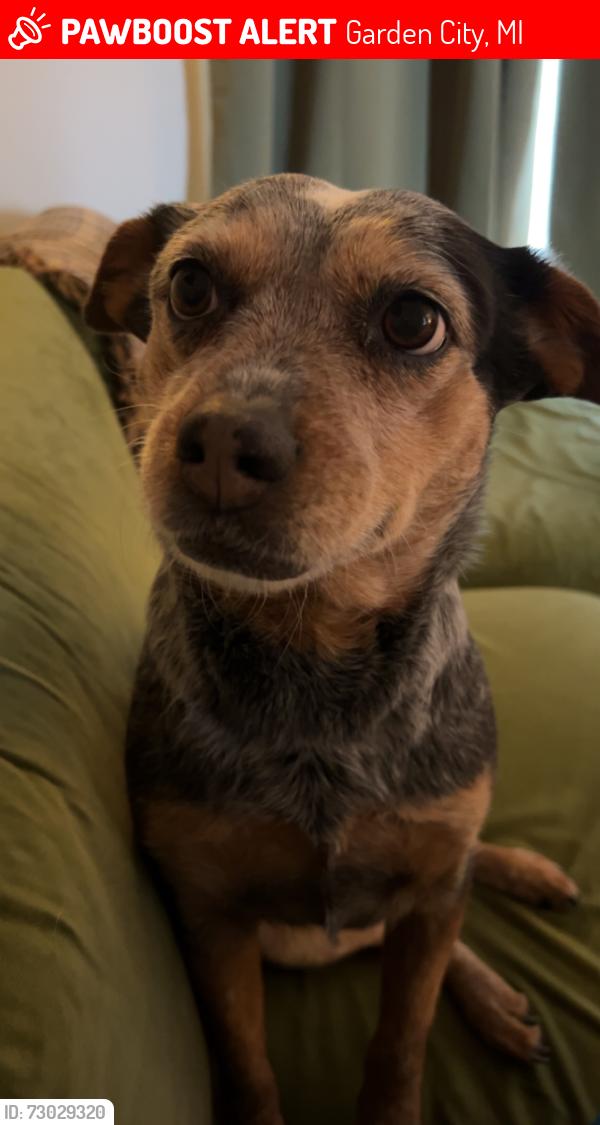 Lost Female Dog last seen Central & Balmoral, Garden City, MI 48135