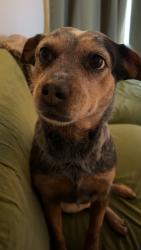 Lost Female Dog last seen Central & Balmoral, Garden City, MI 48135