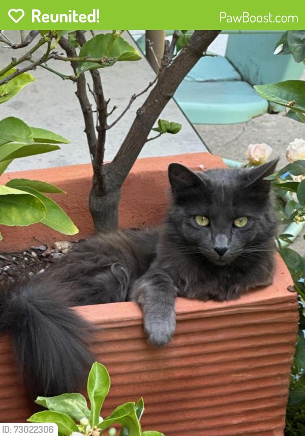 Reunited Male Cat last seen Meadowbrook and Edgewood, Los Angeles, CA 90019