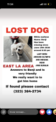 Lost Male Dog last seen Visto por última vez en Olympic y indiana st, Los Angeles, CA 90023