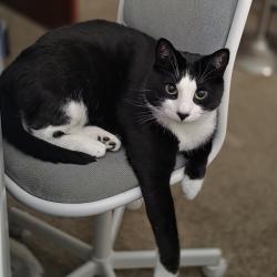Reunited Male Cat last seen E Spruce St and Center st, Bethlehem, PA 18018