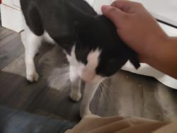 Found/Stray Male Cat last seen Shannon and curtis rd, Tucson, AZ 85705