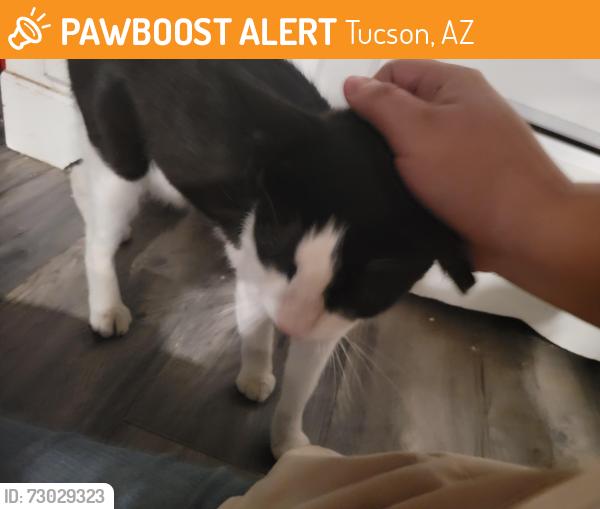 Found/Stray Male Cat last seen Shannon and curtis rd, Tucson, AZ 85705