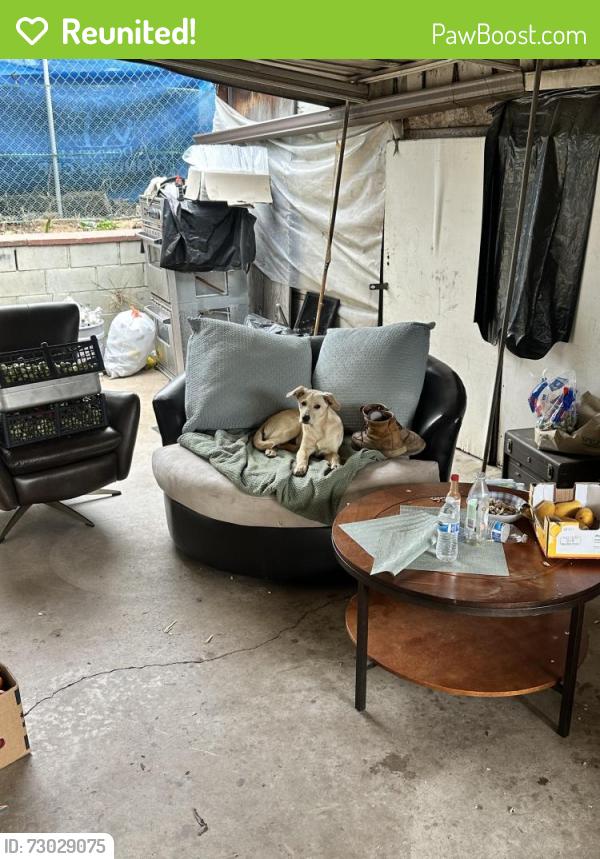 Reunited Male Dog last seen Civic center vista, Vista, CA 92085