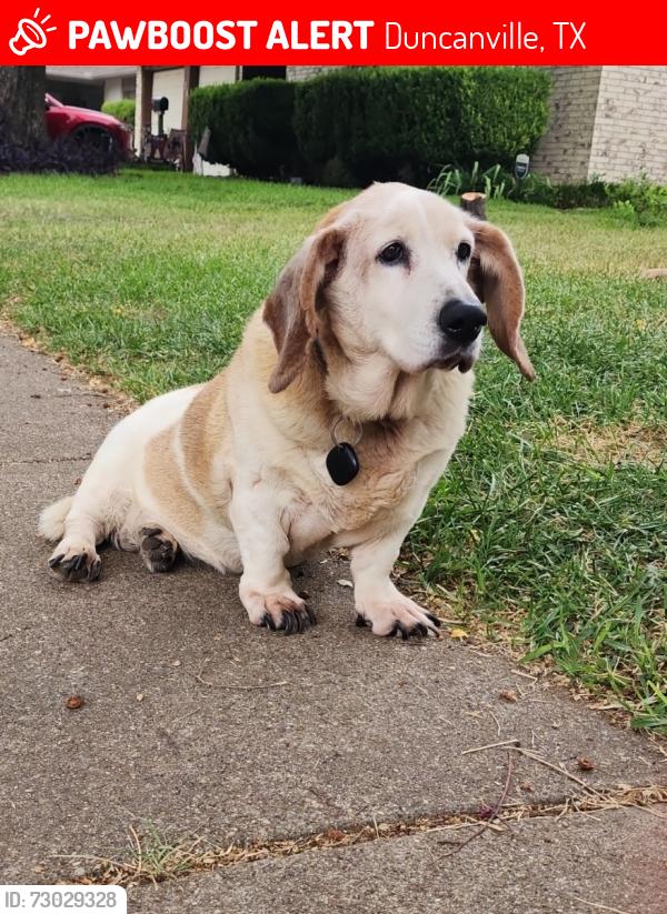 Lost Female Dog last seen Blanco St and Acton, Duncanville, TX 75137