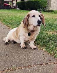 Lost Female Dog last seen Blanco St and Acton, Duncanville, TX 75137