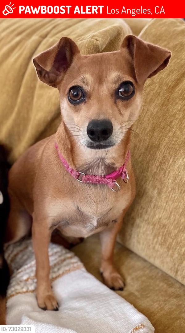 Lost Female Dog last seen Isabel, Los Angeles, CA 90065