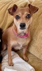 Lost Female Dog last seen Isabel, Los Angeles, CA 90065