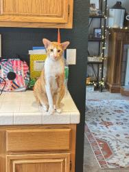 Lost Male Cat last seen Near sand pebble drive, Reno, NV 89506