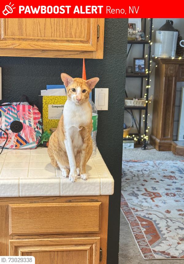 Lost Male Cat last seen Near sand pebble drive, Reno, NV 89506