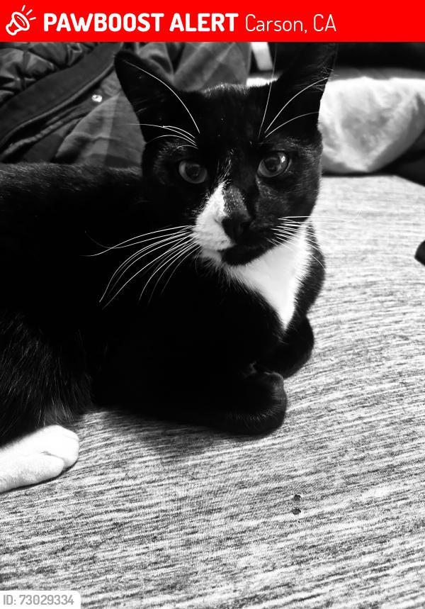 Lost Male Cat last seen Near Avalon st Carson cal 90745, Carson, CA 90746