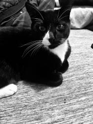 Lost Male Cat last seen Near Avalon st Carson cal 90745, Carson, CA 90746
