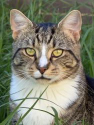 Lost Male Cat last seen Ellendale Road, Noble Park, VIC 3174