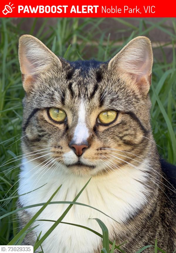 Lost Male Cat last seen Ellendale Road, Noble Park, VIC 3174