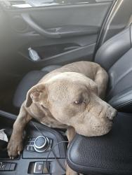 Found/Stray Female Dog last seen 240th st.E and Ave P, Los Angeles County, CA 93591