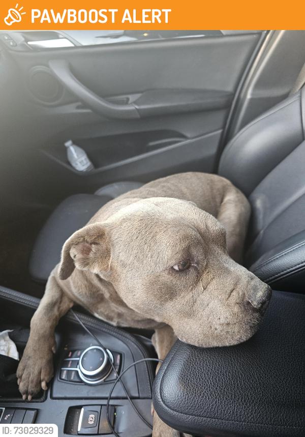Found/Stray Female Dog last seen 240th st.E and Ave P, Los Angeles County, CA 93591