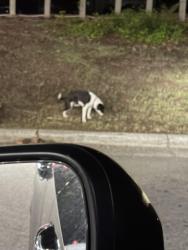 Found/Stray Female Dog last seen Speedway and car lot next door, Durham, NC 27709
