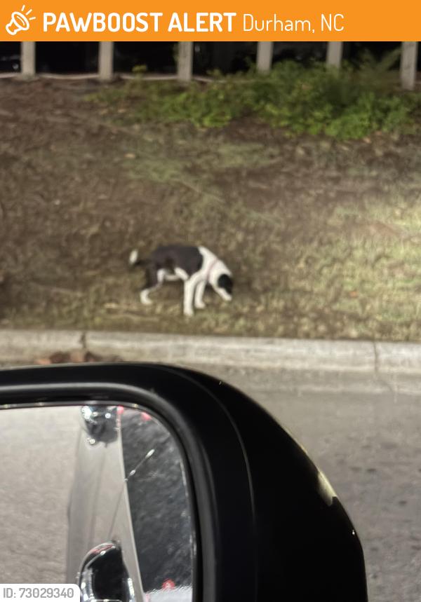 Found/Stray Female Dog last seen Speedway and car lot next door, Durham, NC 27709