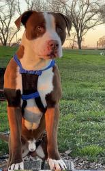 Lost Male Dog last seen Elverta rd and dominion , Elverta, CA 95626