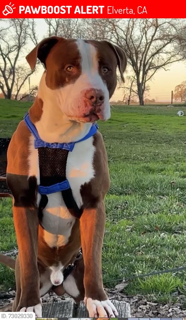 Lost Male Dog last seen Elverta rd and dominion , Elverta, CA 95626