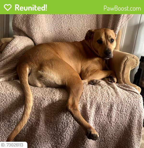 Reunited Female Dog last seen Beltline, Atlanta, GA 30318