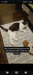 Reunited Female Cat last seen Richmond, BC, Canada, Richmond, BC 