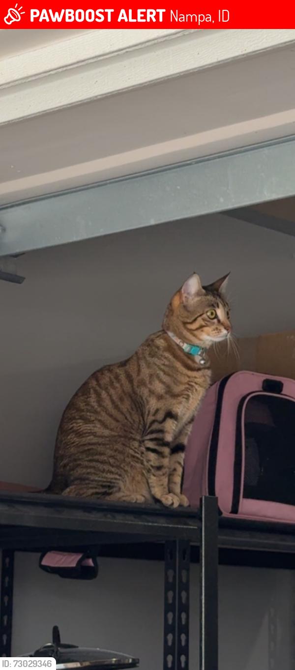 Lost Female Cat last seen Nampa, Nampa, ID 83686