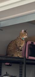 Lost Female Cat last seen Nampa, Nampa, ID 83686