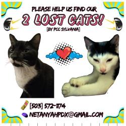 Lost Male Cat last seen Sw lesser way and sw lesser road, Portland, OR 97219