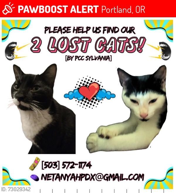 Lost Male Cat last seen Sw lesser way and sw lesser road, Portland, OR 97219