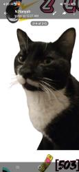 Lost Male Cat last seen Sw lesser way and sw lesser road, Portland, OR 97219