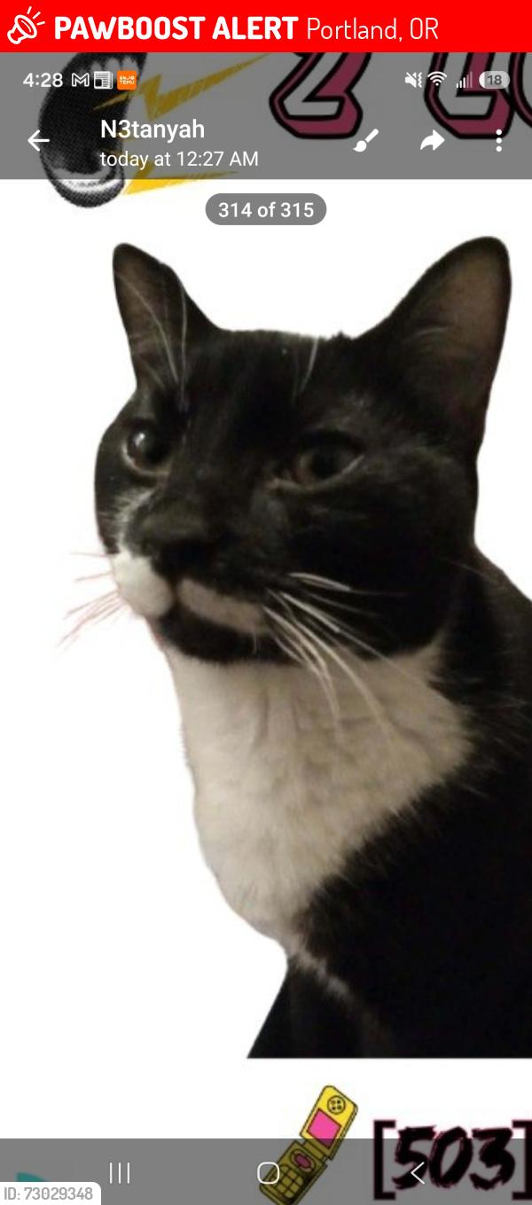 Lost Male Cat last seen Sw lesser way and sw lesser road, Portland, OR 97219