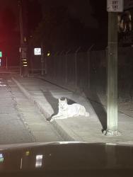 Found/Stray Unknown Dog last seen Roaming around pink elephant area. Seen going down the streets by hses, San Jose, CA 95116