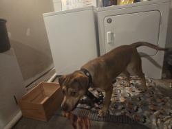 Found/Stray Female Dog last seen Page and Skinker, St. Louis, MO 63133