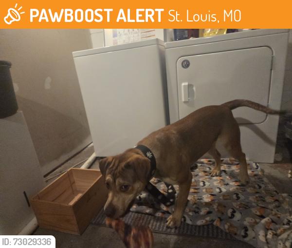 Found/Stray Female Dog last seen Page and Skinker, St. Louis, MO 63133